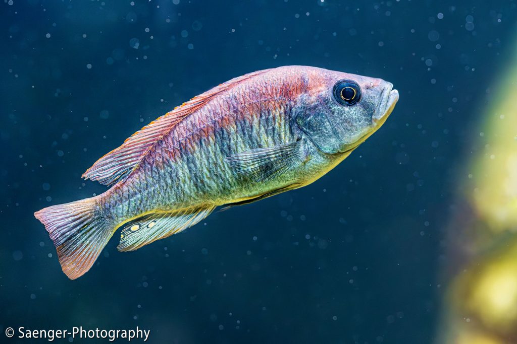 Nyereres Buntbarsch (Haplochromis nyererei)
