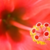 10-0260_roter-hibiscus_h-rosa-sinensis