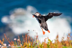 Papageitaucher, Schottland