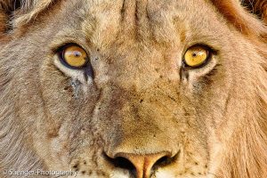 Kalaharilöwe, Südafrika