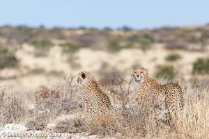 Geparden-Geschwister, Südafrika