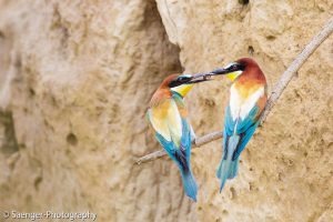 Bienenfresser mit Brautgeschenk, Österreich