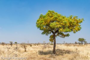 Baumblüte in der Kalahari, Südafrika