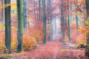 Herbstwald, Berlin