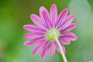 Nahaufnahme mit dem GUIDE-Modus