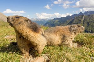 Murmeltiere am Großglockner