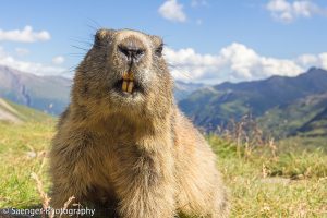 Alpenmurmeltier, Österreich