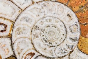 G15: Makroaufnahme mit manuellem Fokus