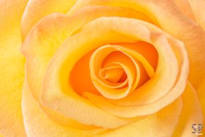 Makroaufnahme mit Vorsatzachromat