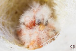 Kanarienvogelküken (# 17-4614)