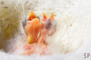 Kanarienvogelküken (# 17-4621)