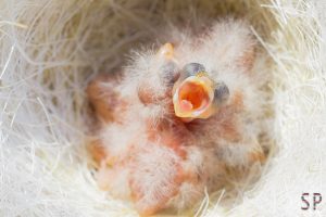 Kanarienvogelküken (# 17-4638)