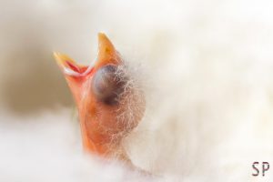 Kanarienvogelküken (# 17-4669)