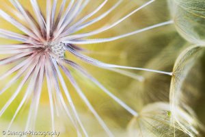Wiesen-Bocksbart mit Laus