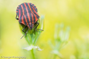 Streifenwanze (Graphosoma italicum)