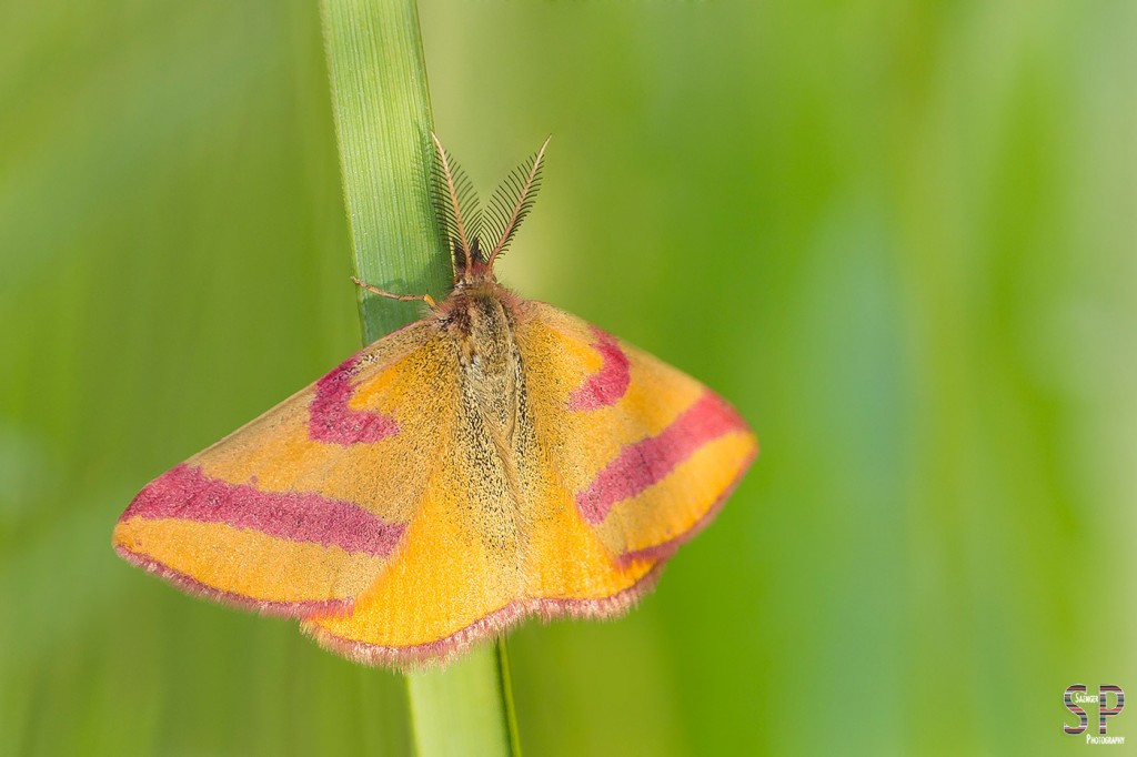 Ampfer-Purpurspanner