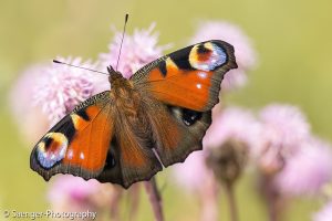 Portfolio: Makrofotografie