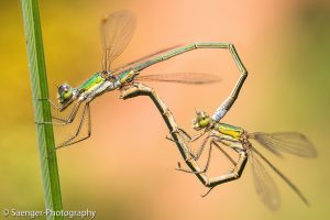 Weidenjungfern (Chalcolestes viridis)