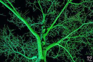 Festival of Lights: Grüner Baum