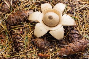 Erdstern (Geastrum spec.)