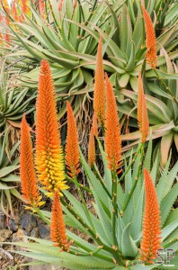 blühende Aloe-Pflanzen auf Teneriffa