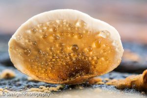 Makrofotografie. Die große Fotoschule: Natur