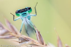 Kleine Pechlibelle (Ischnura pumilio)