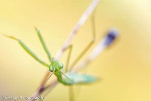 Europäische Gottesanbeterin (Mantis religiosa)