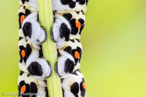 Raupe des Schwalbenschwanz (Papilio machaon)