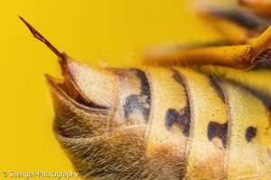 Gemeine Wespe (Vespula Vulgaris)