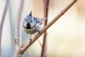 Haubenmeise, Berlin, Deutschland