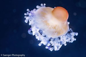 Knollenqualle (Cotylorhiza tuberculata)