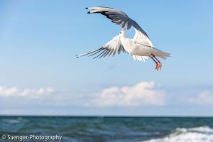 Lachmöwe, Ostsee, Deutschland
