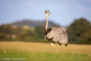 Nandu, Mecklenburg-Vorpommern, Deutschland