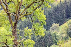 Green Tones, Schwarzwald