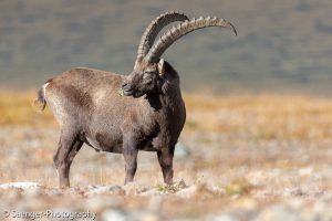Alpensteinbock, Schweiz