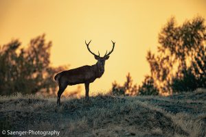Rothirsch, Brandenburg, Deutschland