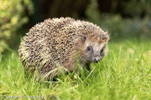 Braunbrustigel, Berlin, Deutschland