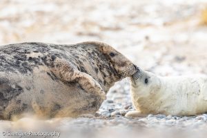 Kegelrobben, Helgoland, Deutschland