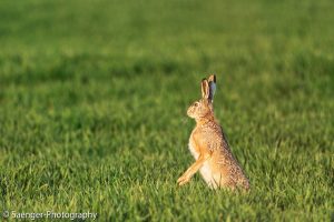 Feldhase, Brandenburg, Deutschland