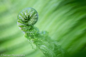 Echter Wurmfarn (Dryopteris filix-mas)