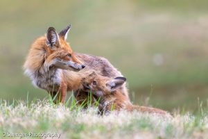 Tiere, Rotfuchs, Berlin, Deutschland