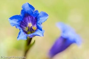 Echter Alpenenzian (Gentiana clusii)