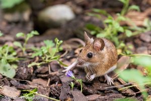 Waldmaus, Berlin, Deutschland
