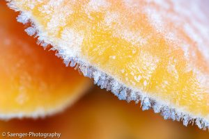 Pilze mit Reifüberzug