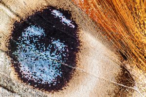 Tagpfauenauge (Aglais io)