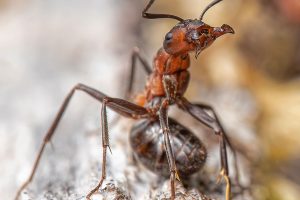 Rote Waldameise (Formica rufa)