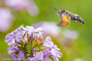 Taubenschwänzchen (Macroglossum stellatarum)