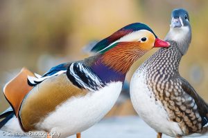 Mandarinenten, Berlin, Deutschland