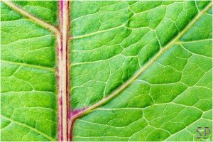 Canon-EX-Multi-Flash-System